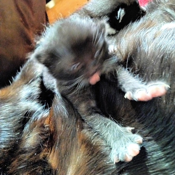 Meet your Posher, Frankie - Picture 5 of 11